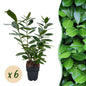 Prunus laurocerasus Novita - 6 planten - 1 strekkende meter - Forestbloom