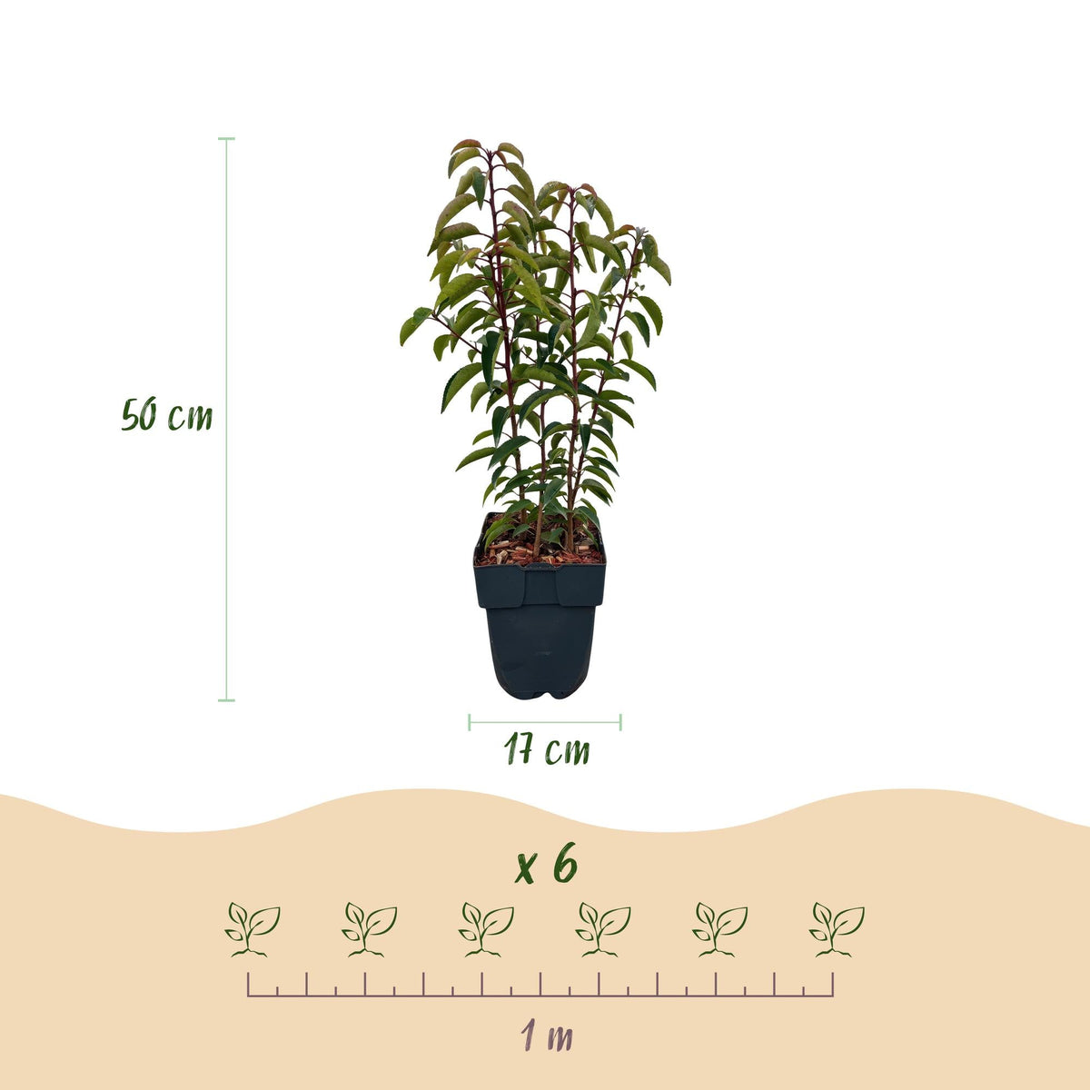 Prunus lusitanica Angustifolia - 6 planten - 1 strekkende meter - Forestbloom