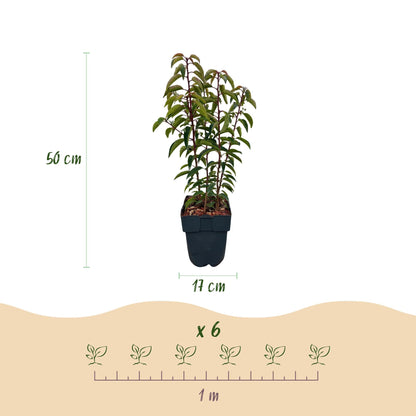 Prunus lusitanica Angustifolia - 6 planten - 1 strekkende meter - Forestbloom