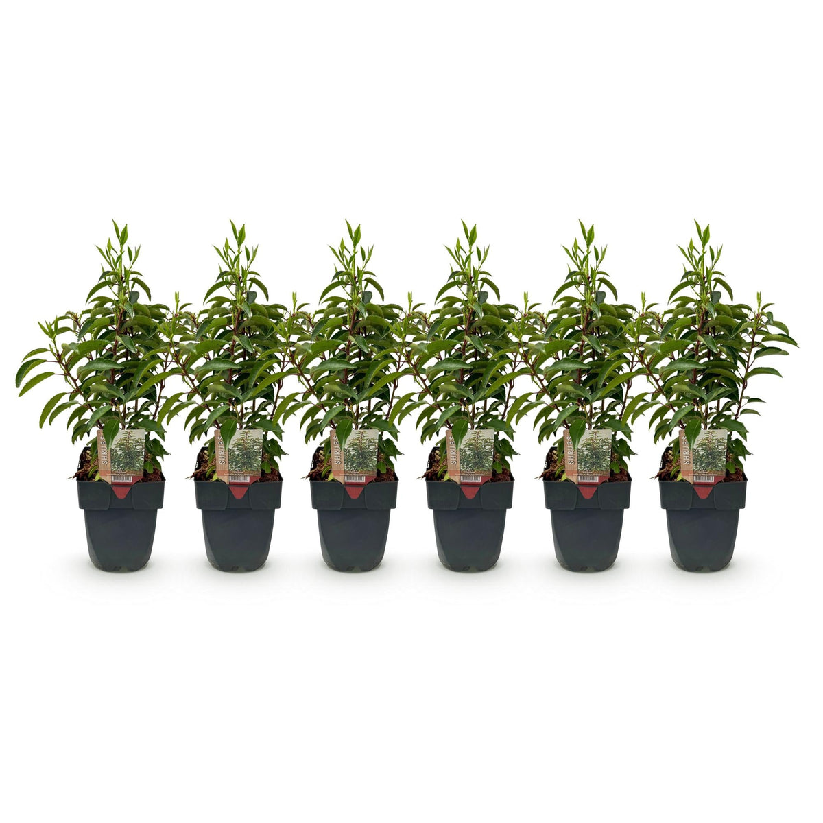 Prunus lusitanica Angustifolia - 6 planten - 1 strekkende meter - Forestbloom