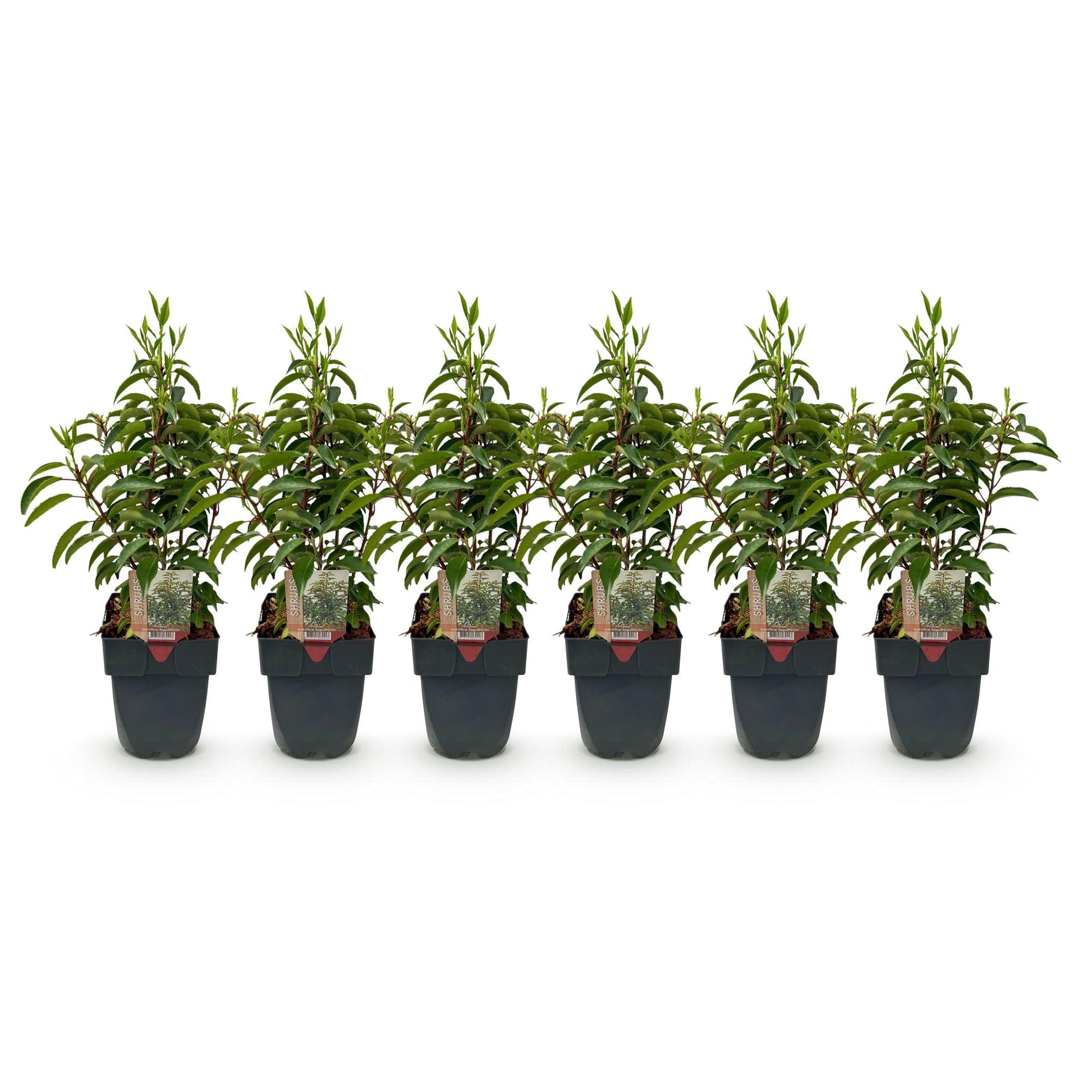 Prunus lusitanica Angustifolia - 6 planten - 1 strekkende meter - Forestbloom