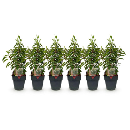 Prunus lusitanica Angustifolia - 6 planten - 1 strekkende meter - Forestbloom