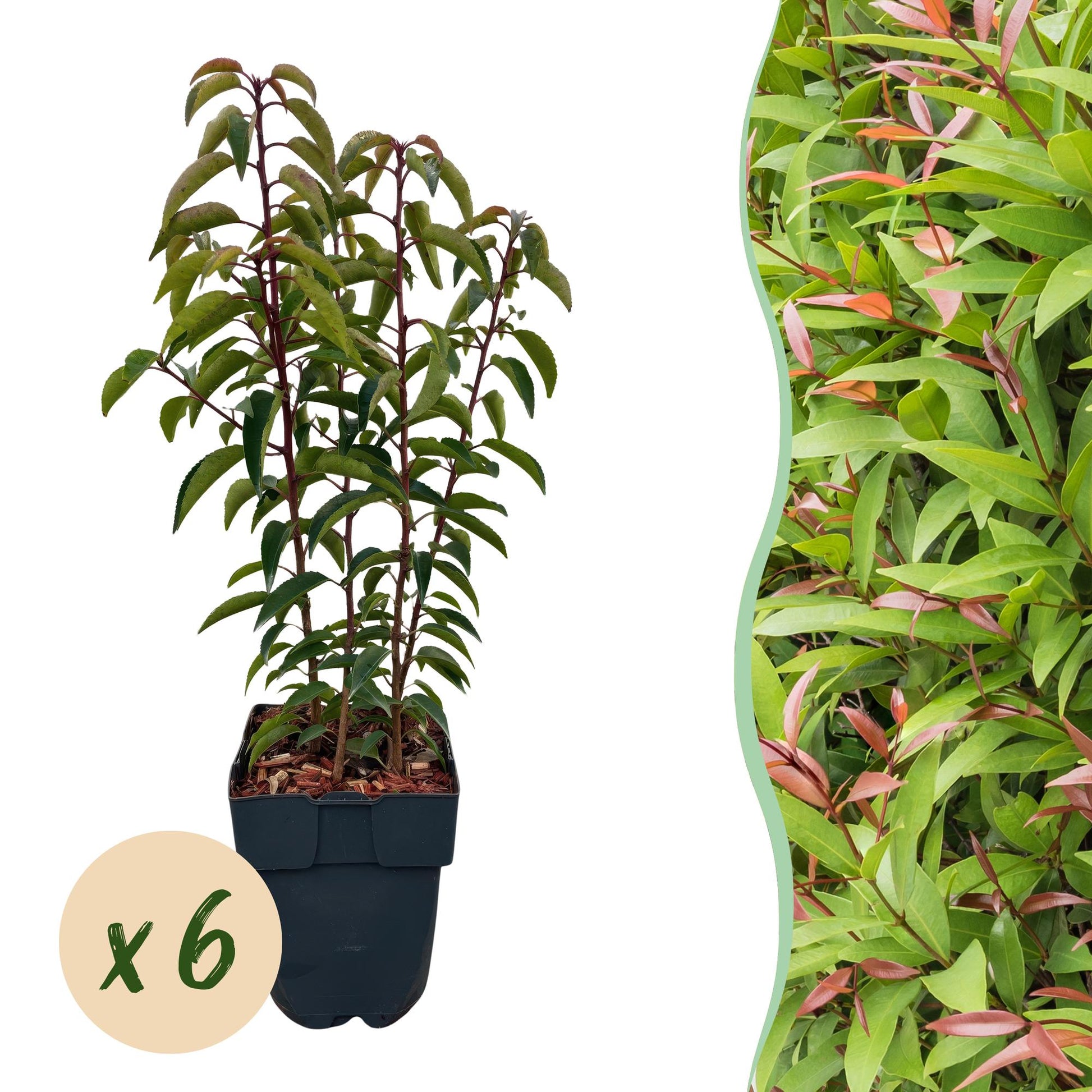 Prunus lusitanica Angustifolia - 6 planten - 1 strekkende meter - Forestbloom