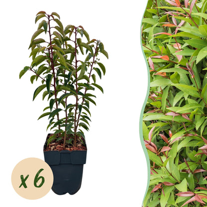 Prunus lusitanica Angustifolia - 6 planten - 1 strekkende meter - Forestbloom
