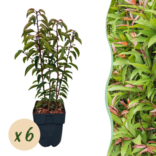 Prunus lusitanica Angustifolia - 6 planten - 1 strekkende meter - Forestbloom