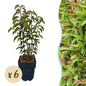 Prunus lusitanica Angustifolia - 6 planten - 1 strekkende meter - Forestbloom