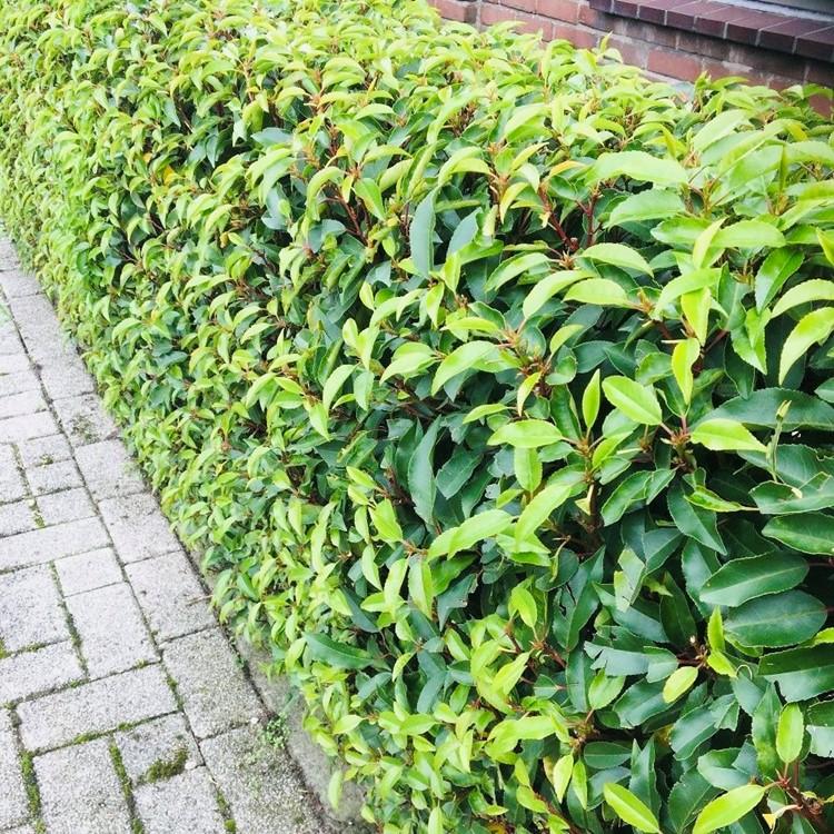 Prunus lusitanica Angustifolia - 8 planten - 1 strekkende meter - Forestbloom