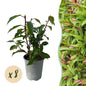 Prunus lusitanica Angustifolia - 8 planten - 1 strekkende meter - Forestbloom