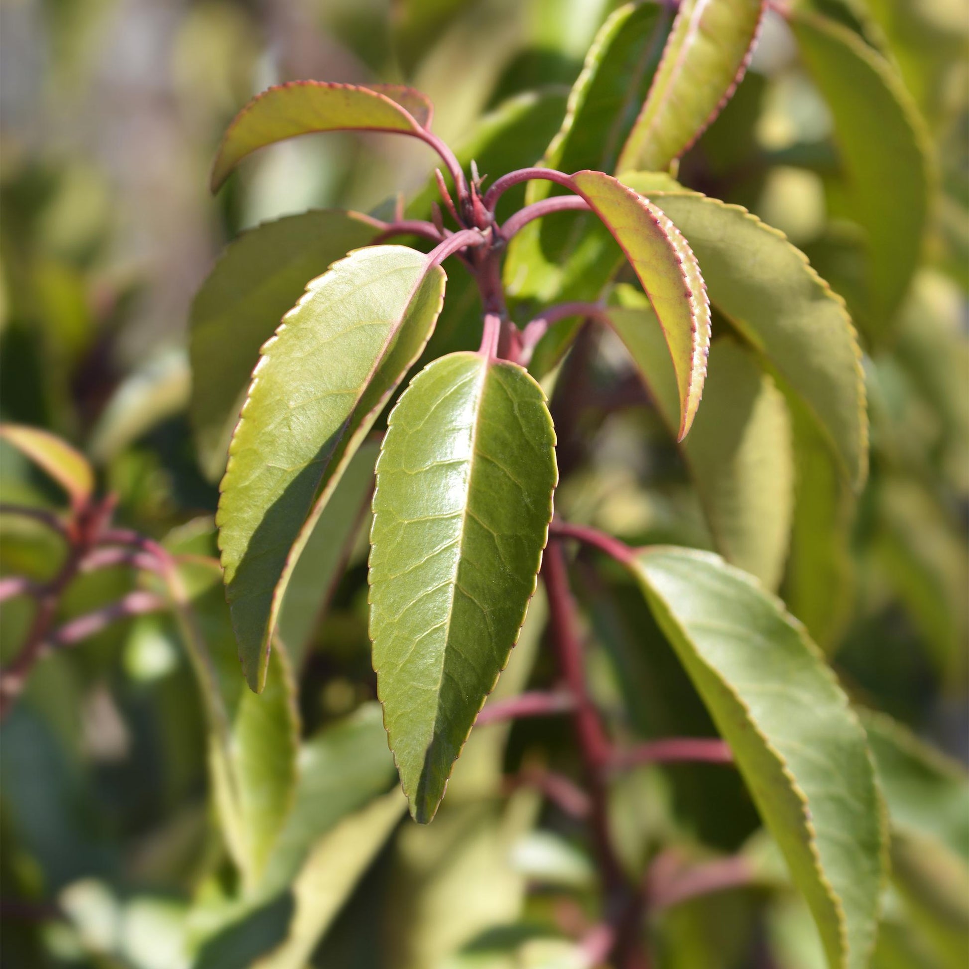 Prunus lusitanica Angustifolia - 8 planten - 1 strekkende meter - Forestbloom
