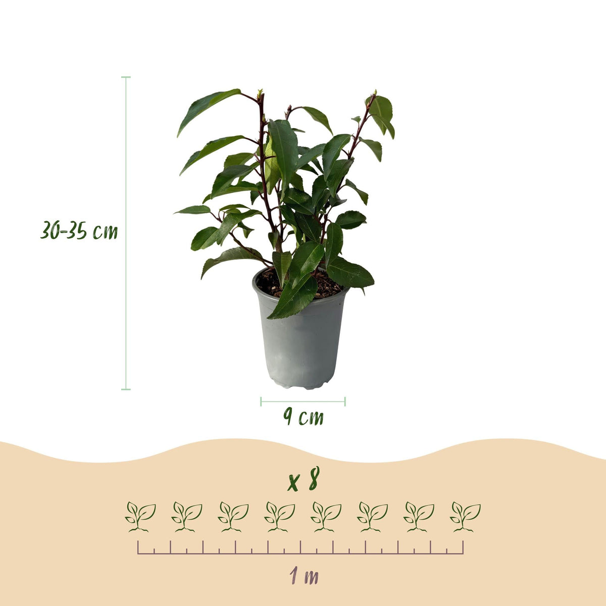 Prunus lusitanica Angustifolia - 8 planten - 1 strekkende meter - Forestbloom