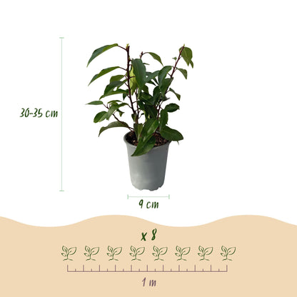 Prunus lusitanica Angustifolia - 8 planten - 1 strekkende meter - Forestbloom