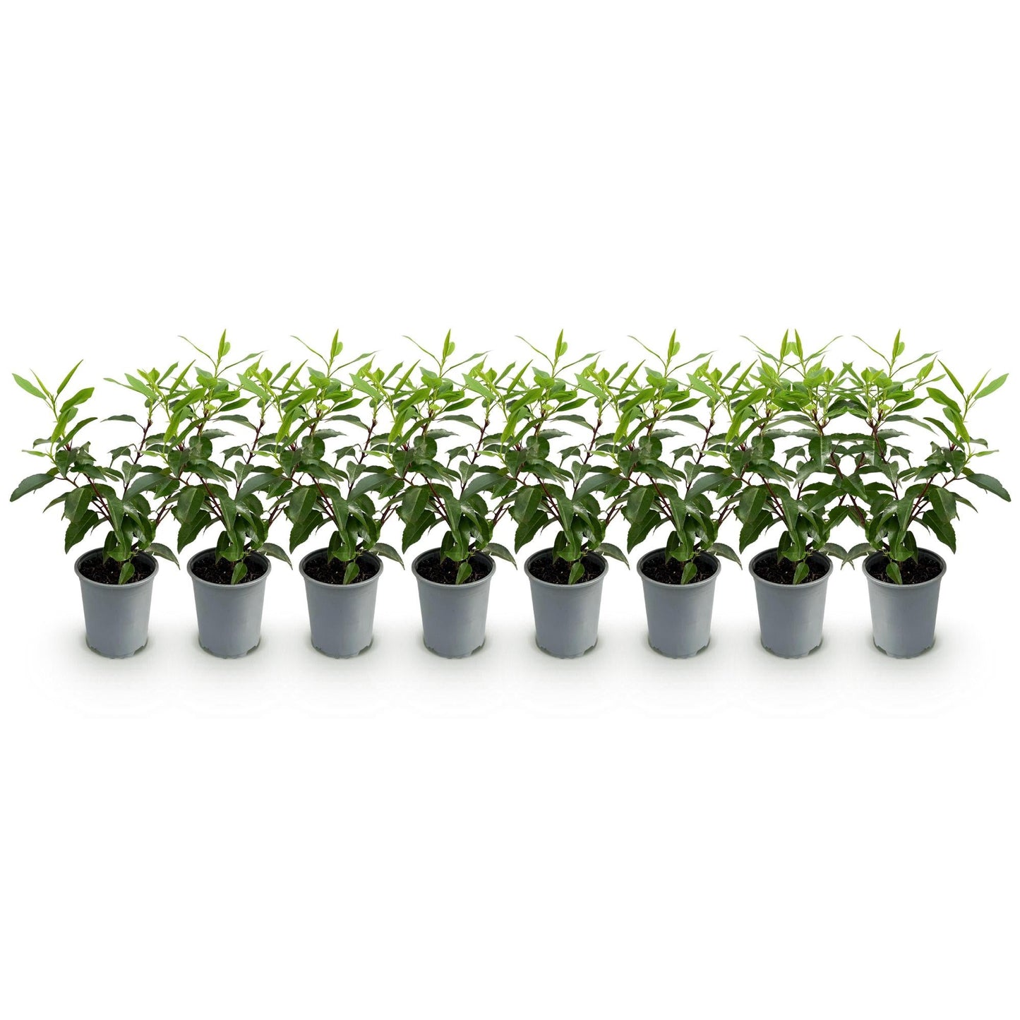 Prunus lusitanica Angustifolia - 8 planten - 1 strekkende meter - Forestbloom