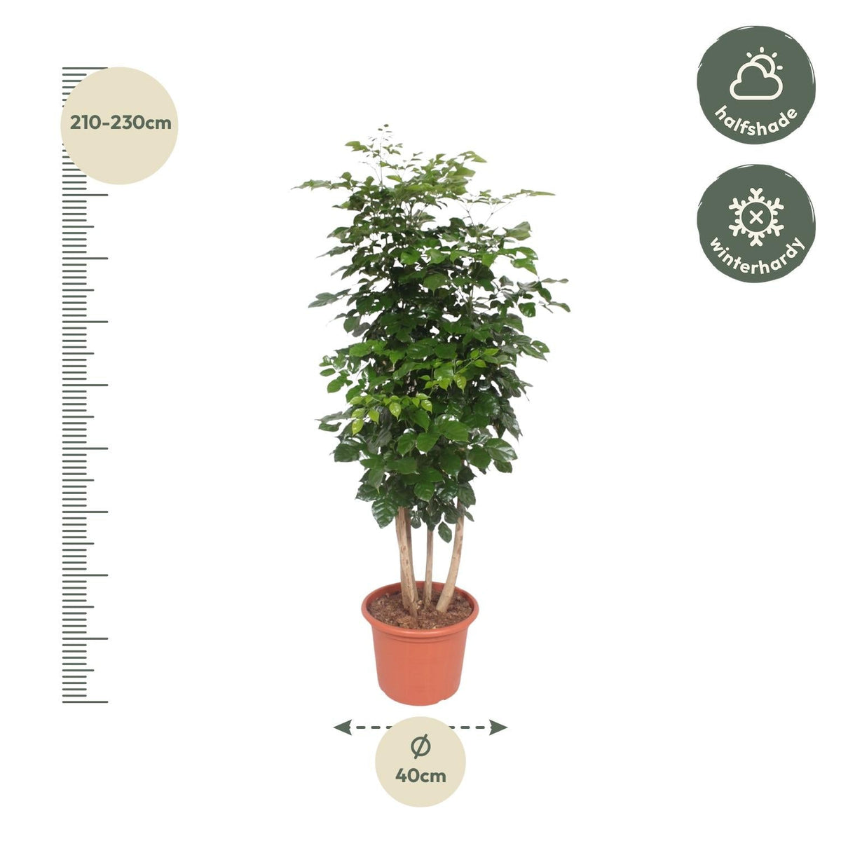 Radermachera Hainanensis - 190 cm - Forestbloom