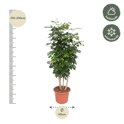 Radermachera Hainanensis - 190 cm - Forestbloom