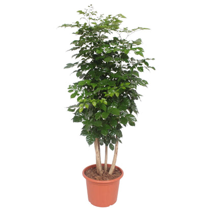 Radermachera Hainanensis - 190 cm - Forestbloom