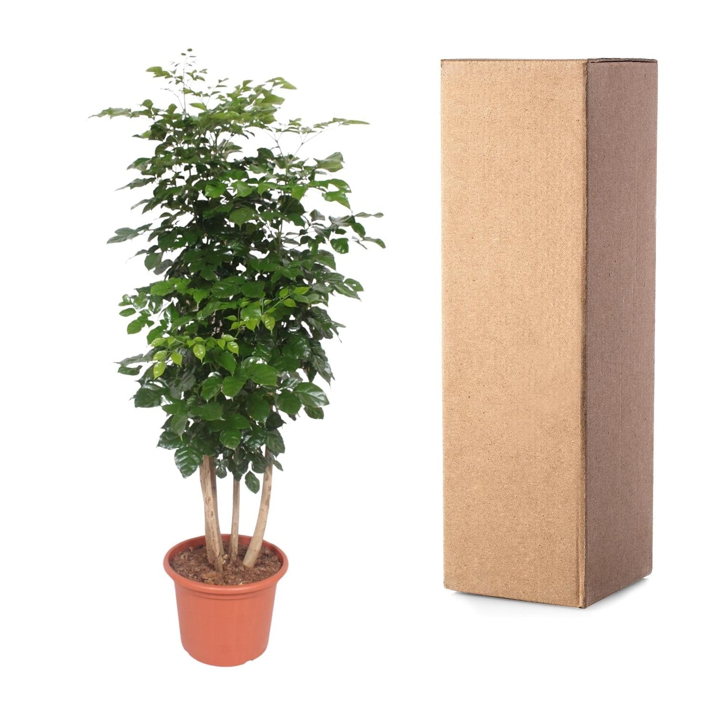 Radermachera Hainanensis - 190 cm - Forestbloom