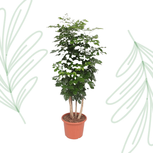 Radermachera Hainanensis - 190 cm - Forestbloom