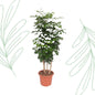 Radermachera Hainanensis - 190 cm - Forestbloom
