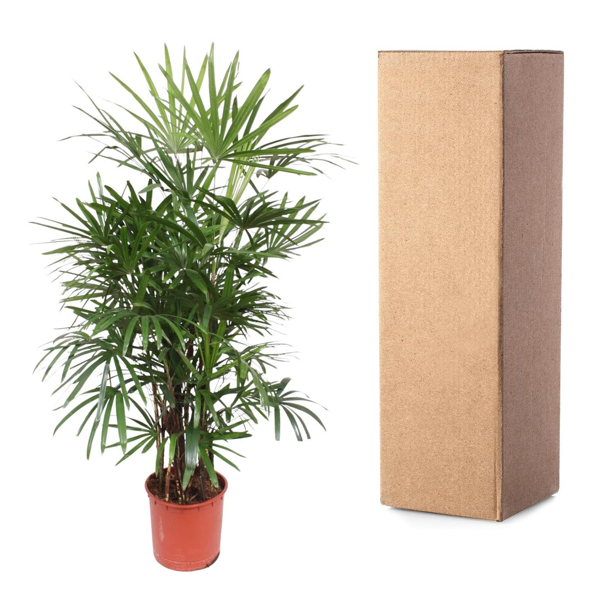 Rhapis Excelsa - 190 cm - Forestbloom