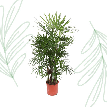 Rhapis Excelsa - 190 cm - Forestbloom