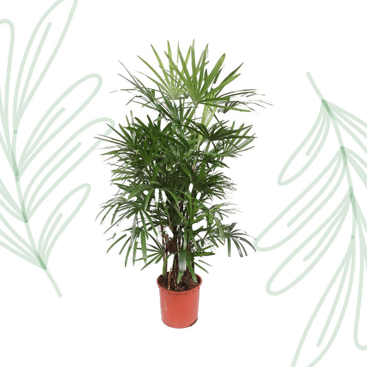 Rhapis Excelsa - 190 cm - Forestbloom