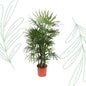 Rhapis Excelsa - 190 cm - Forestbloom