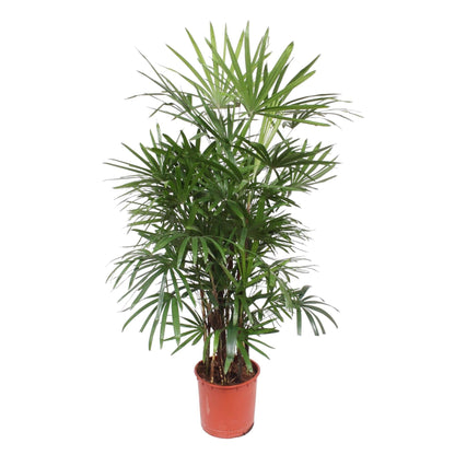 Rhapis Excelsa - 190 cm - Forestbloom