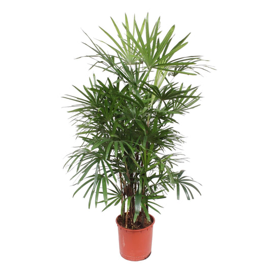 Rhapis Excelsa - 190 cm - Forestbloom