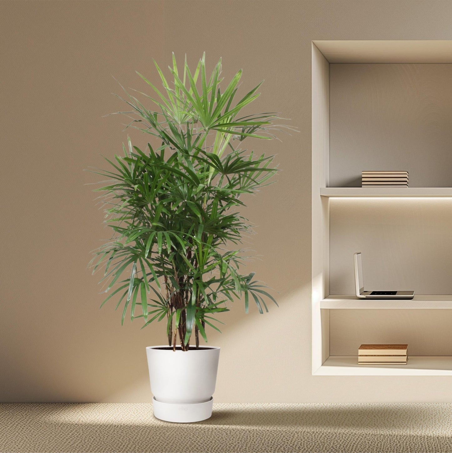 Rhapis Excelsa - 190 cm - Forestbloom