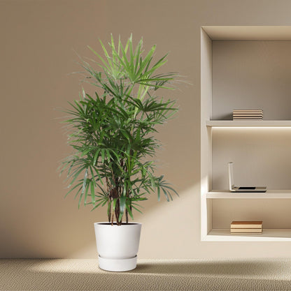 Rhapis Excelsa - 190 cm - Forestbloom