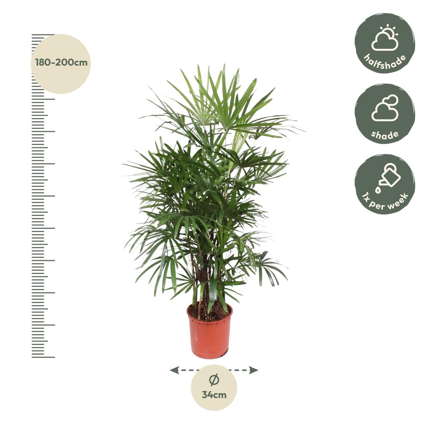 Rhapis Excelsa - 190 cm - Forestbloom