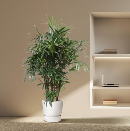 Rhapis Excelsa - 220-240 cm - Forestbloom