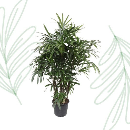 Rhapis Excelsa - 220-240 cm - Forestbloom