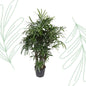 Rhapis Excelsa - 220-240 cm - Forestbloom
