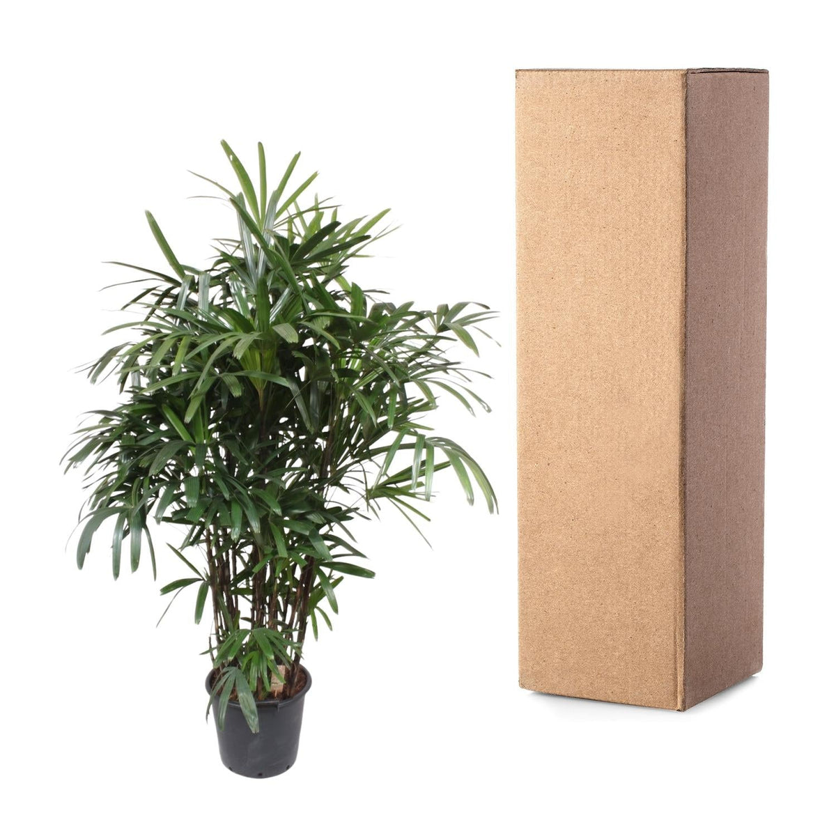 Rhapis Excelsa - 220-240 cm - Forestbloom