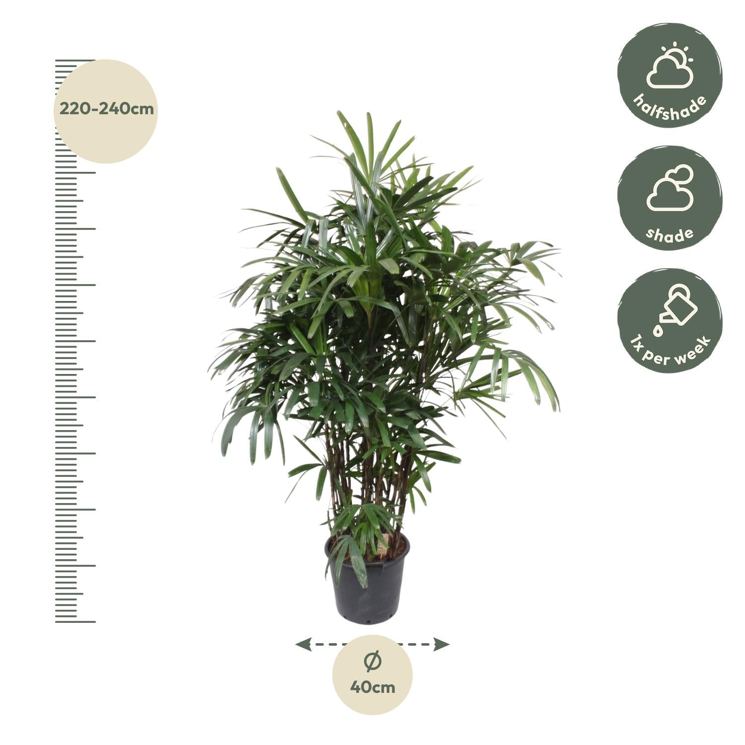 Rhapis Excelsa - 220-240 cm - Forestbloom