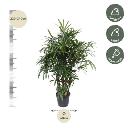 Rhapis Excelsa - 220-240 cm - Forestbloom