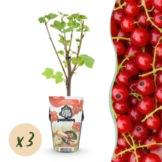 Rode Bes - Ribes rubrum Jonkheer van Tets - Winterhard - 3 Planten - Forestbloom