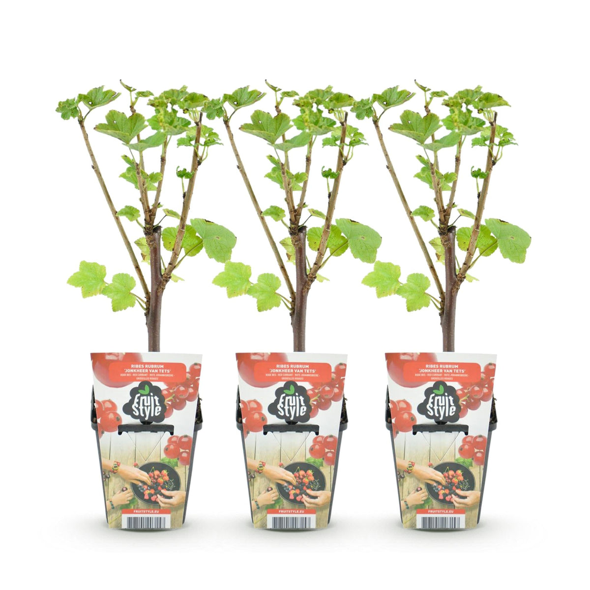 Rode Bes - Ribes rubrum Jonkheer van Tets - Winterhard - 3 Planten - Forestbloom