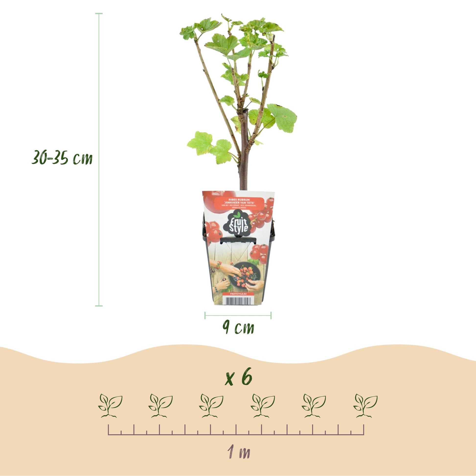 Rode Bes - Ribes rubrum Jonkheer van Tets - Winterhard - 6 Planten - Forestbloom
