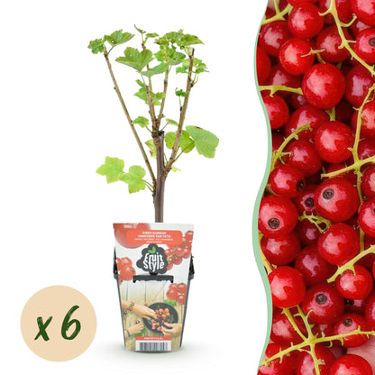 Rode Bes - Ribes rubrum Jonkheer van Tets - Winterhard - 6 Planten - Forestbloom