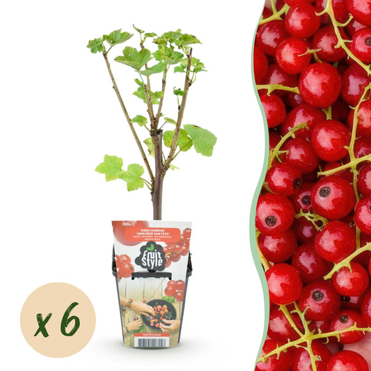 Rode Bes - Ribes rubrum Jonkheer van Tets - Winterhard - 6 Planten - Forestbloom