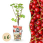 Rode Bes - Ribes rubrum Jonkheer van Tets - Winterhard - 6 Planten - Forestbloom