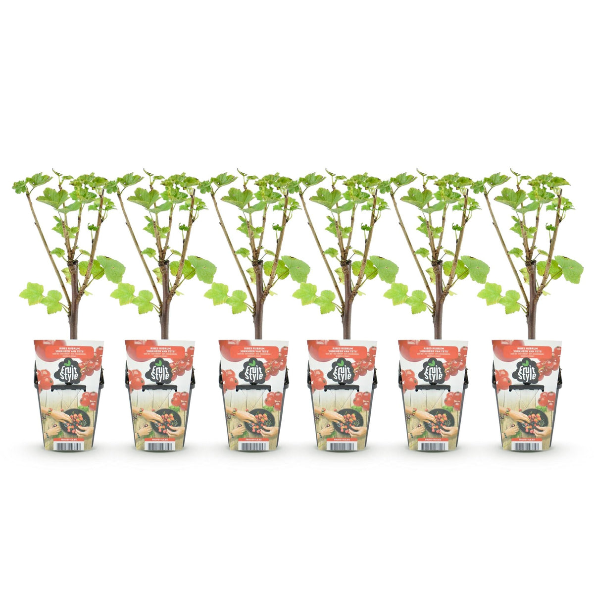 Rode Bes - Ribes rubrum Jonkheer van Tets - Winterhard - 6 Planten - Forestbloom