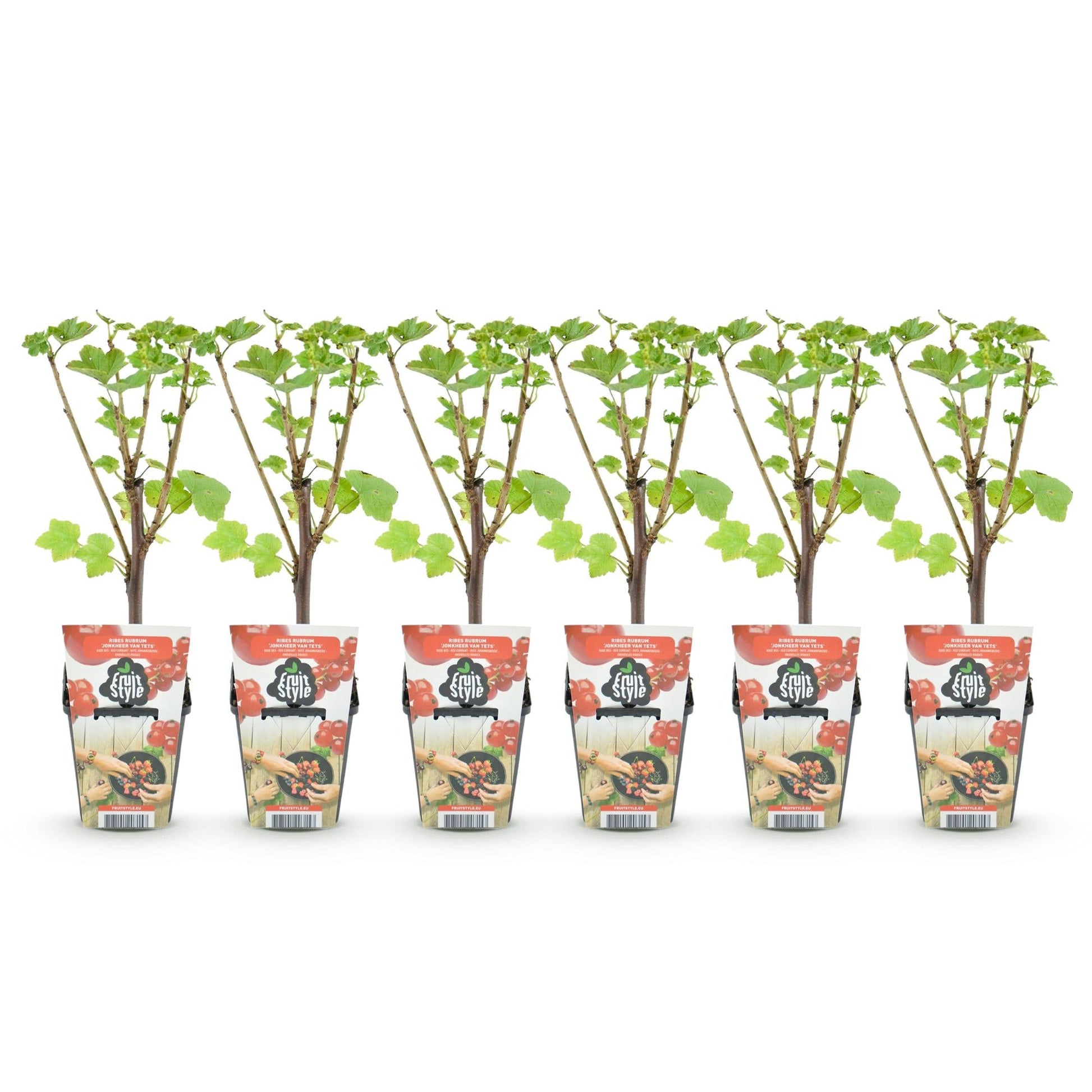 Rode Bes - Ribes rubrum Jonkheer van Tets - Winterhard - 6 Planten - Forestbloom