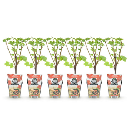 Rode Bes - Ribes rubrum Jonkheer van Tets - Winterhard - 6 Planten - Forestbloom