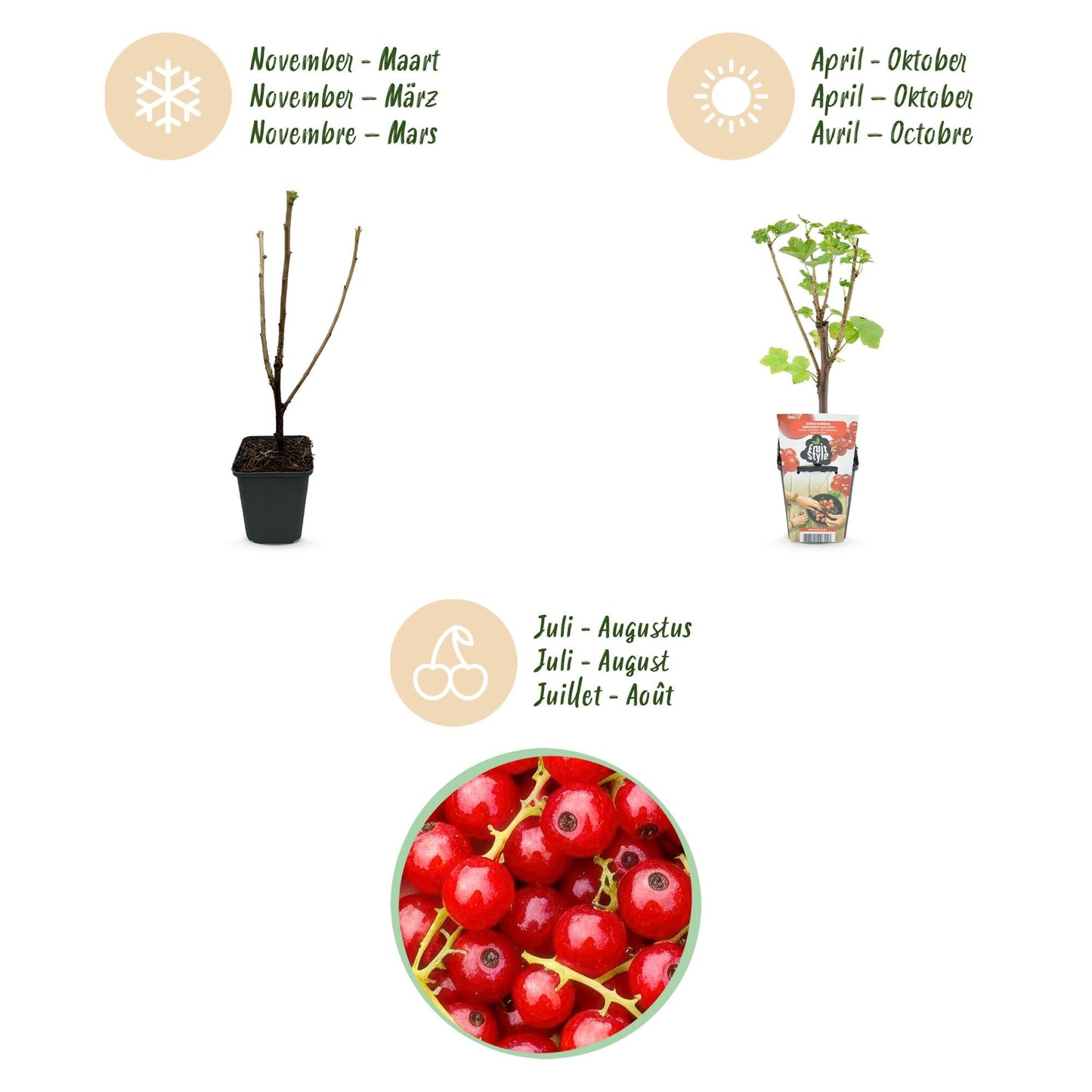 Rode Bes - Ribes rubrum Jonkheer van Tets - Winterhard - 6 Planten - Forestbloom