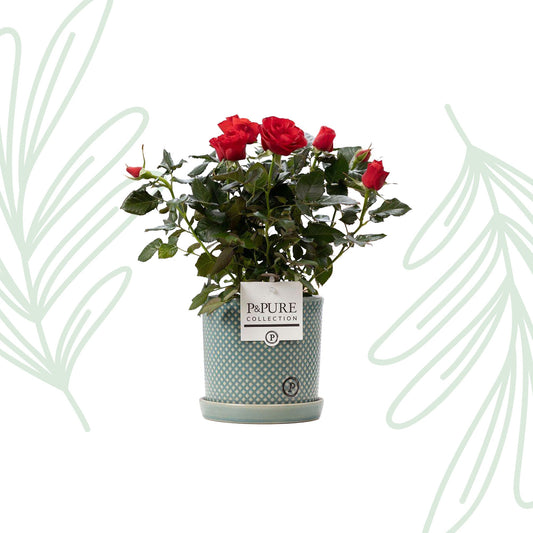 Rode rozen in P&PURE Lauren pot - Forestbloom