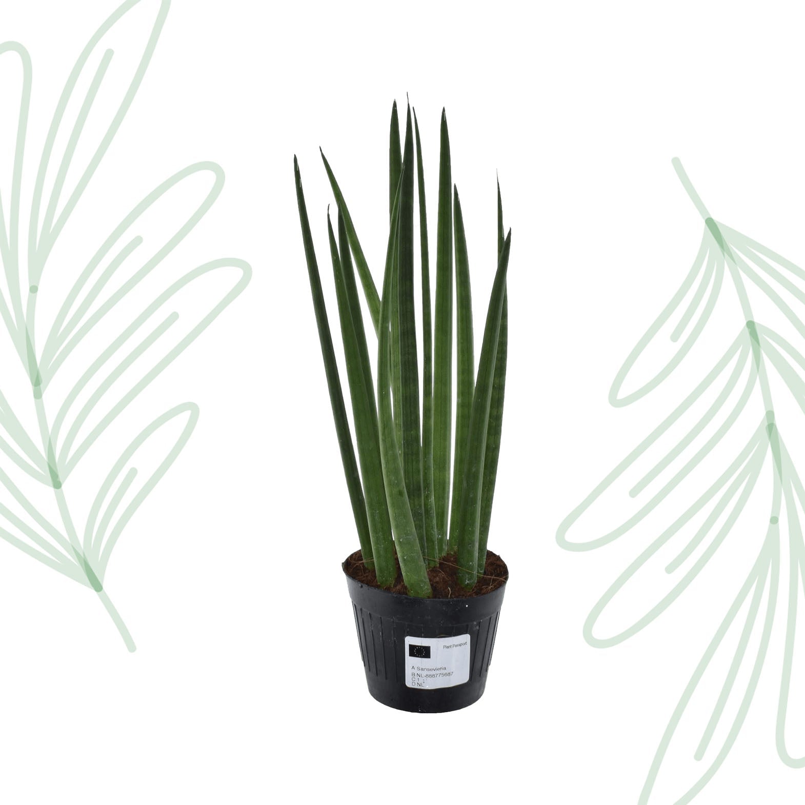 Sansevieria cylindrica 'Bacularis' / Mikado - 38 cm - Forestbloom