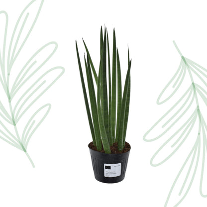 Sansevieria cylindrica 'Bacularis' / Mikado - 38 cm - Forestbloom